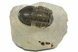 Paralejurus Trilobite Fossil - Ofaten, Morocco #345183-3